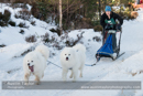 Class E2 Racing Team in the 30th Siberian Husky Club of GB Arden Grange Aviemore Sled Dog Rally 2013