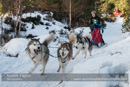Class E2 Racing Team in the 30th Siberian Husky Club of GB Arden Grange Aviemore Sled Dog Rally 2013