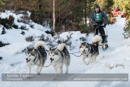 Class E2 Racing Team in the 30th Siberian Husky Club of GB Arden Grange Aviemore Sled Dog Rally 2013