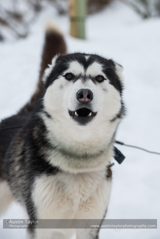 At the 30th Siberian Husky Club of GB Arden Grange Aviemore Sled Dog Rally 2013
