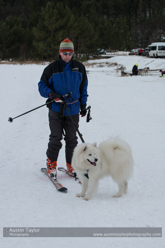 At the 30th Siberian Husky Club of GB Arden Grange Aviemore Sled Dog Rally 2013