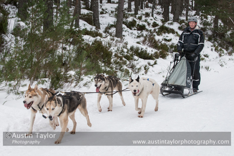 At the 30th Siberian Husky Club of GB Arden Grange Aviemore Sled Dog Rally 2013