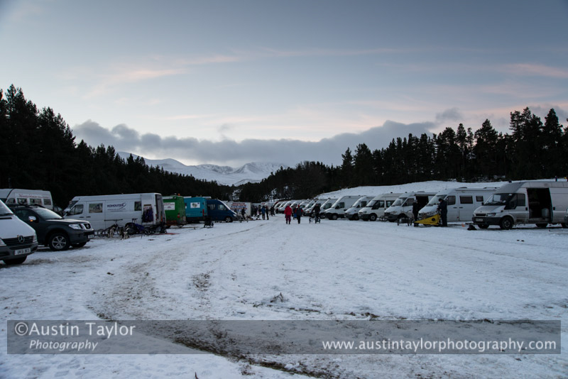 At the 30th Siberian Husky Club of GB Arden Grange Aviemore Sled Dog Rally 2013