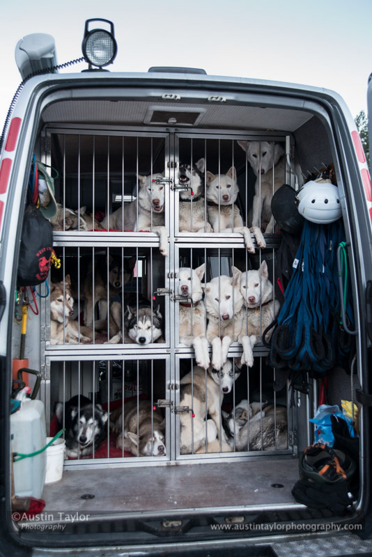 At the 30th Siberian Husky Club of GB Arden Grange Aviemore Sled Dog Rally 2013