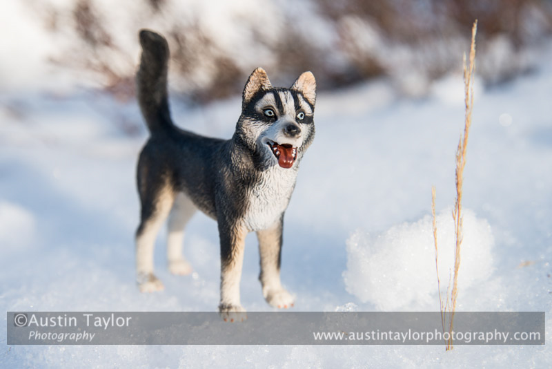 Aviemore Sled Dog Rally 2013