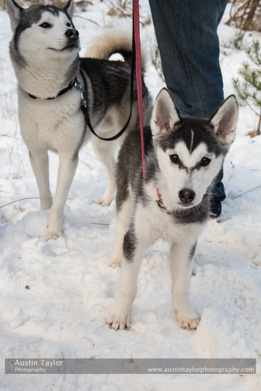 At the 30th Siberian Husky Club of GB Arden Grange Aviemore Sled Dog Rally 2013