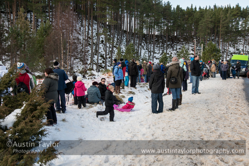 At the 30th Siberian Husky Club of GB Arden Grange Aviemore Sled Dog Rally 2013