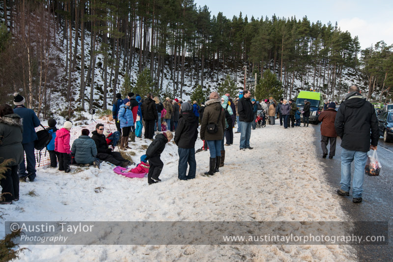 At the 30th Siberian Husky Club of GB Arden Grange Aviemore Sled Dog Rally 2013