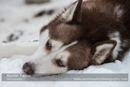 At the 30th Siberian Husky Club of GB Arden Grange Aviemore Sled Dog Rally 2013