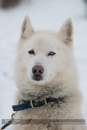 At the 30th Siberian Husky Club of GB Arden Grange Aviemore Sled Dog Rally 2013