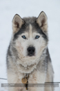 At the 30th Siberian Husky Club of GB Arden Grange Aviemore Sled Dog Rally 2013