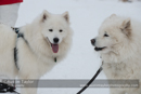 At the 30th Siberian Husky Club of GB Arden Grange Aviemore Sled Dog Rally 2013