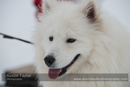 At the 30th Siberian Husky Club of GB Arden Grange Aviemore Sled Dog Rally 2013