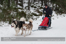 At the 30th Siberian Husky Club of GB Arden Grange Aviemore Sled Dog Rally 2013
