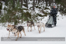 At the 30th Siberian Husky Club of GB Arden Grange Aviemore Sled Dog Rally 2013