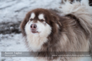At the 30th Siberian Husky Club of GB Arden Grange Aviemore Sled Dog Rally 2013