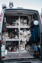 At the 30th Siberian Husky Club of GB Arden Grange Aviemore Sled Dog Rally 2013