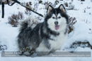 At the 30th Siberian Husky Club of GB Arden Grange Aviemore Sled Dog Rally 2013