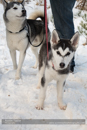 At the 30th Siberian Husky Club of GB Arden Grange Aviemore Sled Dog Rally 2013