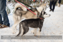 At the 30th Siberian Husky Club of GB Arden Grange Aviemore Sled Dog Rally 2013