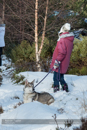 At the 30th Siberian Husky Club of GB Arden Grange Aviemore Sled Dog Rally 2013