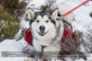 At the 30th Siberian Husky Club of GB Arden Grange Aviemore Sled Dog Rally 2013