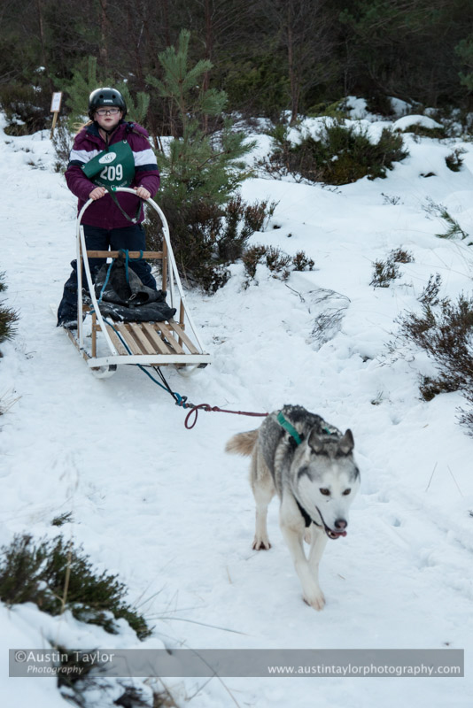Junior Racing Team in the 30th Siberian Husky Club of GB Arden Grange Aviemore Sled Dog Rally 2013