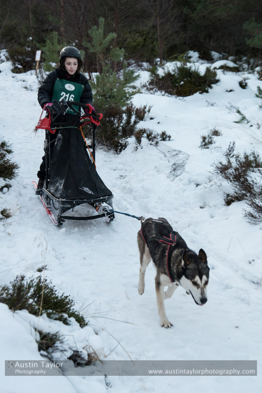 Junior Racing Team in the 30th Siberian Husky Club of GB Arden Grange Aviemore Sled Dog Rally 2013
