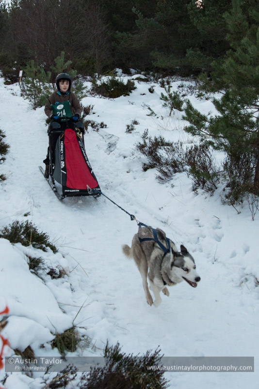 Junior Racing Team in the 30th Siberian Husky Club of GB Arden Grange Aviemore Sled Dog Rally 2013