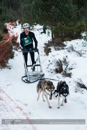 Junior Racing Team in the 30th Siberian Husky Club of GB Arden Grange Aviemore Sled Dog Rally 2013