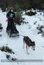 Junior Racing Team in the 30th Siberian Husky Club of GB Arden Grange Aviemore Sled Dog Rally 2013