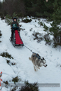 Junior Racing Team in the 30th Siberian Husky Club of GB Arden Grange Aviemore Sled Dog Rally 2013