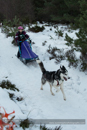 Junior Racing Team in the 30th Siberian Husky Club of GB Arden Grange Aviemore Sled Dog Rally 2013