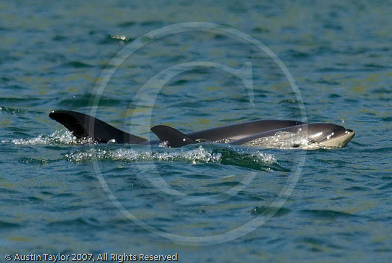 White sided dolphins in Weisdale Voe, Shetland 10 June 2007