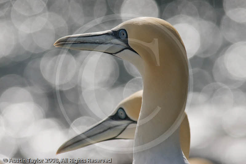 Gannets, Noss, Shetland