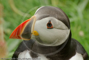 Puffin, Sumburgh
