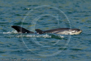 White sided dolphins in Weisdale Voe, Shetland 10 June 2007