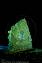 Mirrie Dancers Illuminations - Auld Chapel, Longfield, Dunrossness