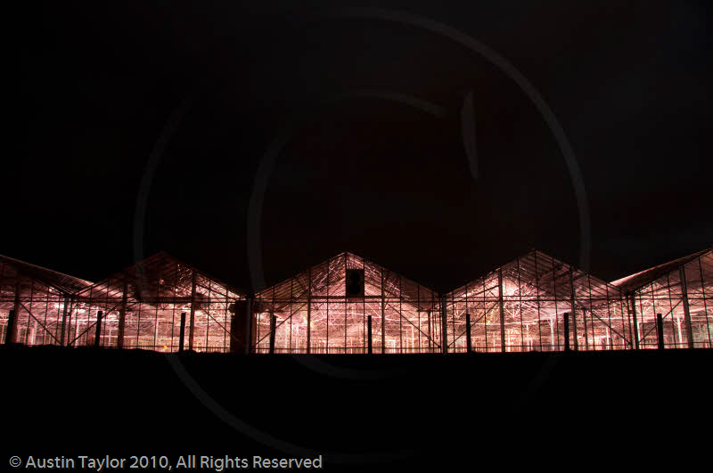 Mirrie Dancers Illuminations - Glasshouses, Tingwall