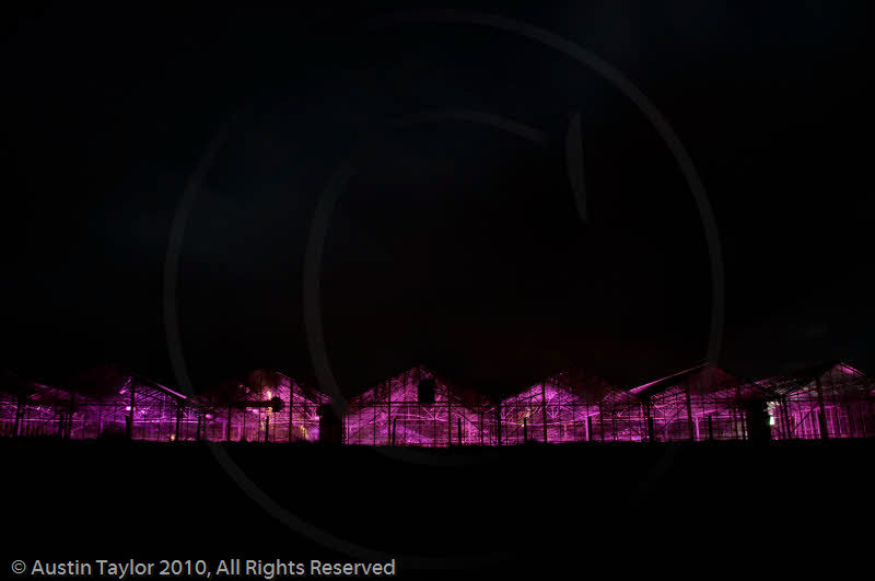 Mirrie Dancers Illuminations - Glasshouses, Tingwall
