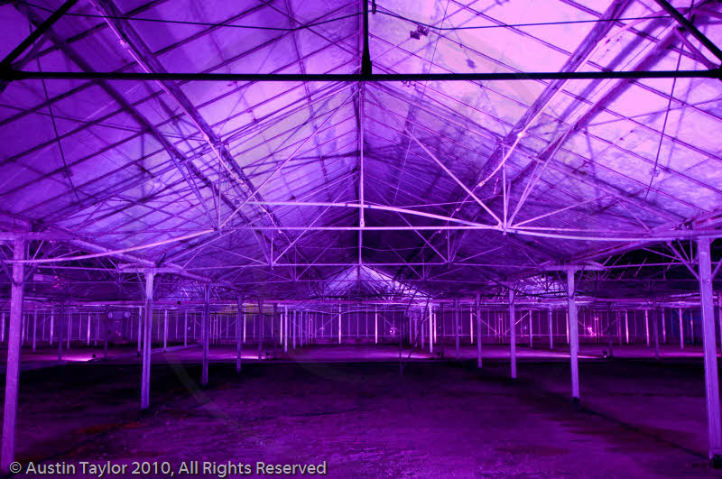 Mirrie Dancers Illuminations - Glasshouses, Tingwall