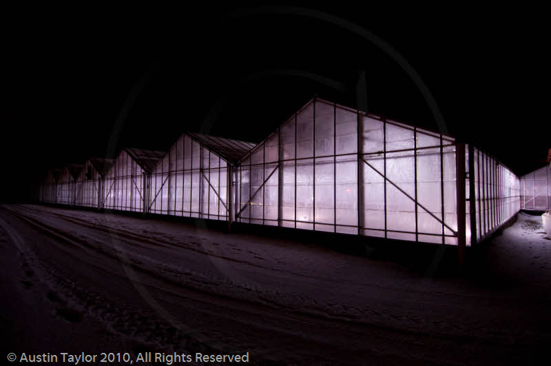 Mirrie Dancers Illuminations - Glasshouses, Tingwall