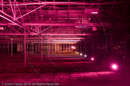 Mirrie Dancers Illuminations - Glasshouses, Tingwall