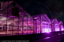 Mirrie Dancers Illuminations - Glasshouses, Tingwall