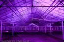 Mirrie Dancers Illuminations - Glasshouses, Tingwall