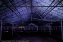 Mirrie Dancers Illuminations - Glasshouses, Tingwall