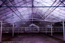 Mirrie Dancers Illuminations - Glasshouses, Tingwall