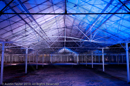 Mirrie Dancers Illuminations - Glasshouses, Tingwall