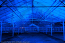 Mirrie Dancers Illuminations - Glasshouses, Tingwall