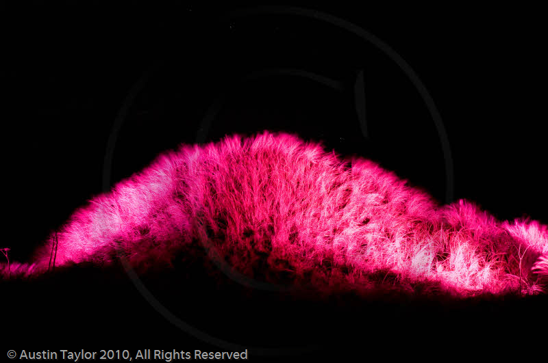 Mirrie Dancers Illuminations - Sand Dunes, West Sandwick